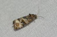 Lobesia botrana