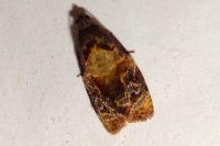 Ditula angustiorana