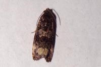 Endothenia