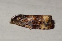 Endothenia