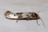 Enolmis acanthella