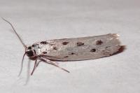 Ethmia dodecea