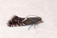 Glyphipterix