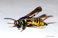 Paranthrene tabaniformis