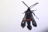 Synanthedon stomoxiformis