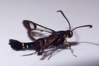 Synanthedon tipuliformis