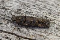 Teleiopsis diffinis