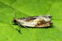 Ancylis unculana