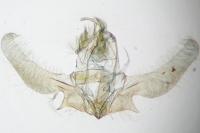 Ancylis unculana