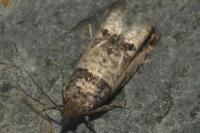 Notocelia incarnatana