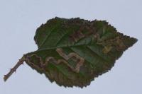 Stigmella aurella