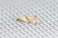 Cochylidia implicitana