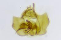 Cochylidia implicitana