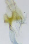 Coleophora texanella