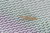 Coleophora texanella