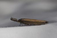 Pleurota