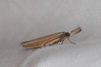 Pleurota