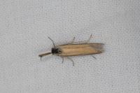 Pleurota