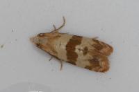 Phalonidia contractana