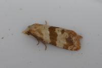 Phalonidia contractana