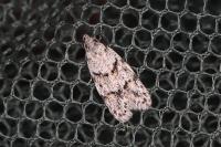 Symmoca signatella