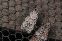 Symmoca signatella