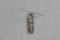 Symmocoides oxybiella