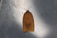 Cacoecimorpha pronubana