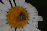 Choreutis pariana