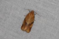 Zelotherses ferugana