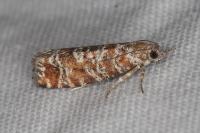Rhyacionia pinivorana