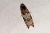 Gypsonoma sociana