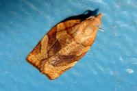 Pandemis cerasana