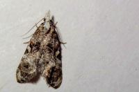 Phtheochroa rugosana