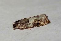 Gypsonoma sociana