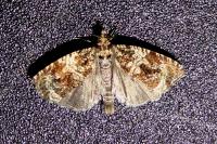 Celypha lacunana