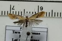 Batia internella