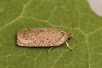 Agonopterix scopariella