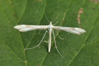 Gillmeria pallidactyla
