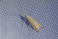 Coleophora caelebipennella