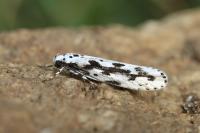 Ethmia pusiella