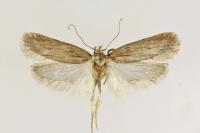 Depressaria albarracinella