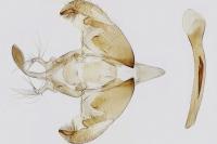 Depressaria albarracinella