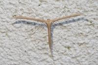 Emmelina monodactyla