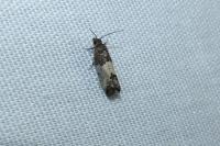 Spilonota ocellana