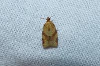 Clepsis consimilana