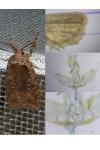 Agonopterix heracliana