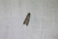 Tortricodes alternella