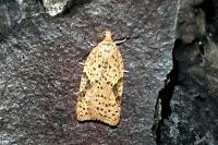 Acleris ferrugana/notana