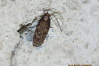 Depressaria albipunctella
